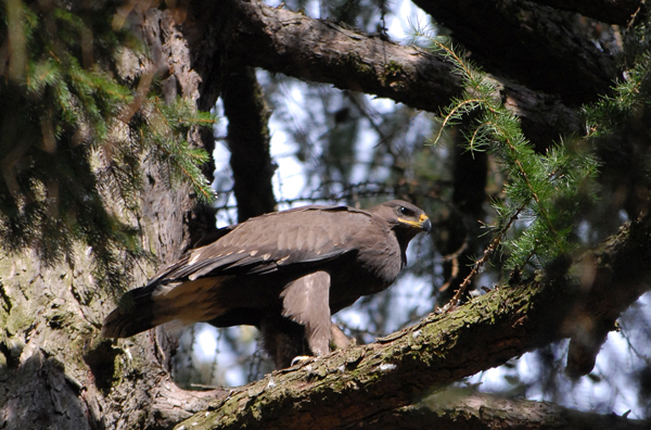 schreiadler_altvogel_01